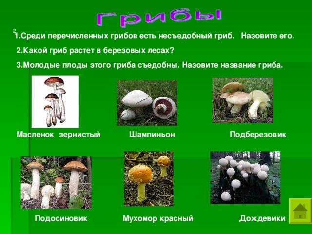 2.  1.Среди перечисленных грибов есть несъедобный гриб. Назовите его. 2.Какой гриб растет в березовых лесах?  3.Молодые плоды этого гриба съедобны. Назовите название гриба.  Масленок зернистый Шампиньон Подберезовик  Подосиновик Мухомор красный Дождевики
