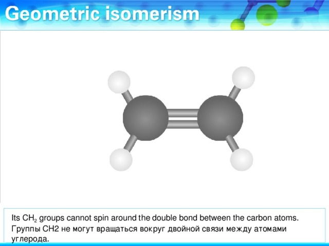 Its CH 2 groups cannot spin around the double bond between the carbon atoms. Группы СН2 не могут вращаться вокруг двойной связи между атомами углерода.