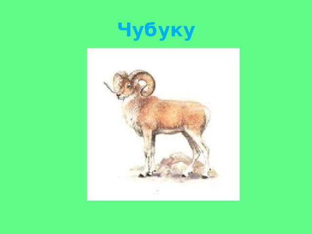 Чубуку