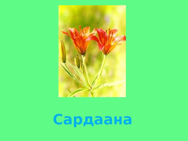 Сардаана