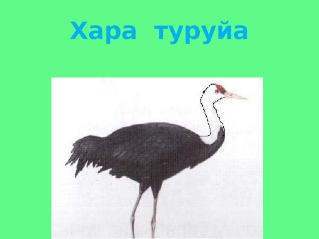 Хара туруйа