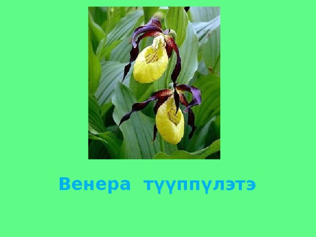 Венера түүппүлэтэ