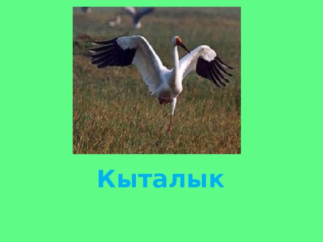 Кыталык