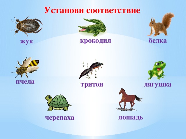 Установи соответствие крокодил белка жук пчела тритон лягушка лошадь черепаха