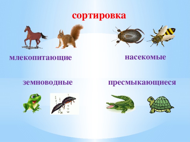 сортировка насекомые млекопитающие земноводные пресмыкающиеся