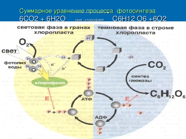 Суммарное уравнение процесса фотосинтеза   6СО2 + 6Н2О  свет, хлорофилл  С6Н12 О6 +6О2