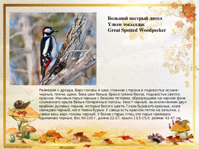 Большой пестрый дятел  Үлкен тоқылдақ  Great Spotted Woodpecker Размером с дрозда. Верх головы и шеи, спинная сторона и подхвостье иссиня-черные, плечи, щеки, бока шеи белые, брюхо грязно-белое, подхвостье светло-красное. Маховые перья черные с белыми пятнами, образующими на черном фоне сложенного крыла белые поперечные полосы. Хвост черный, за исключением двух крайних рулевых перьев, которые белого цвета. Глаза буровато-красные, клюв свинцово-черный, ноги темно-бурые. У самца есть красное пятно на затылке, у самки весь верх головы черный. У более старых птиц эти перья примерно одинаково черные. Вес 60-100 г, длина 22-27, крыло 13,5-15,0, размах 42-47 см.