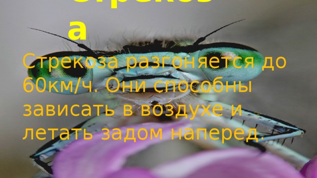 Стрекоза Стрекоза разгоняется до 60км/ч. Они способны зависать в воздухе и летать задом наперед.