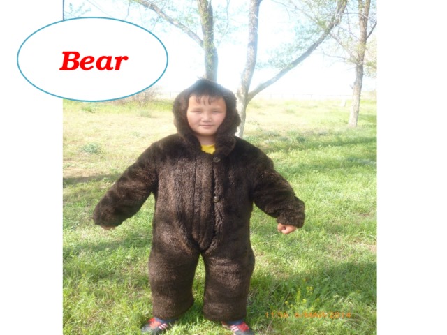 Bear