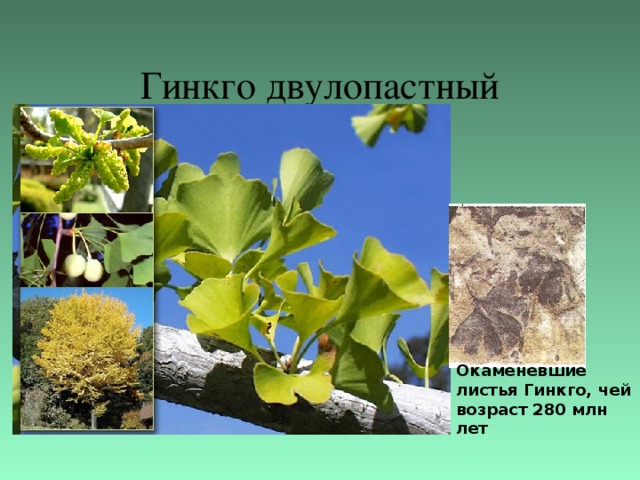 Гинкго двулопастный Окаменевшие листья Гинкго, чей возраст 280 млн лет