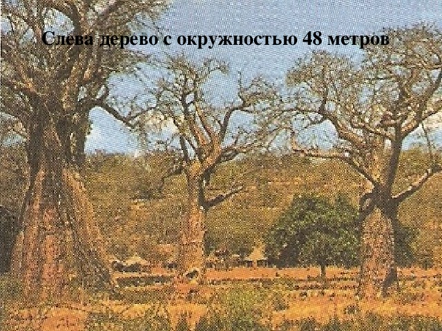 Слева дерево с окружностью 48 метров Баобаб африканский