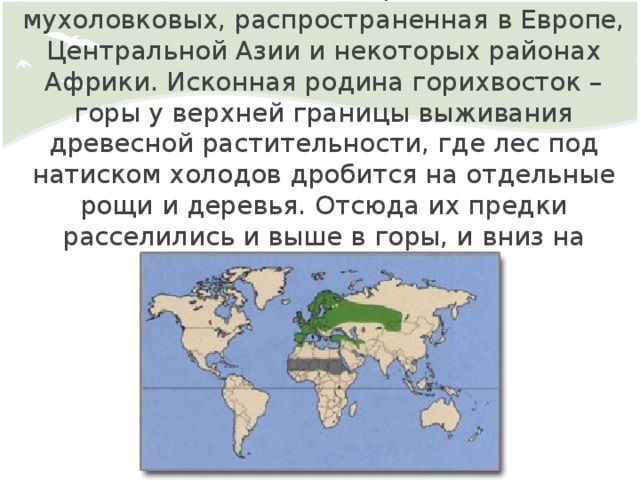 Это мелкая певчая птица из семейства мухоловковых, распространенная в Европе, Центральной Азии и некоторых районах Африки. Исконная родина горихвосток – горы у верхней границы выживания древесной растительности, где лес под натиском холодов дробится на отдельные рощи и деревья. Отсюда их предки расселились и выше в горы, и вниз на равнины.