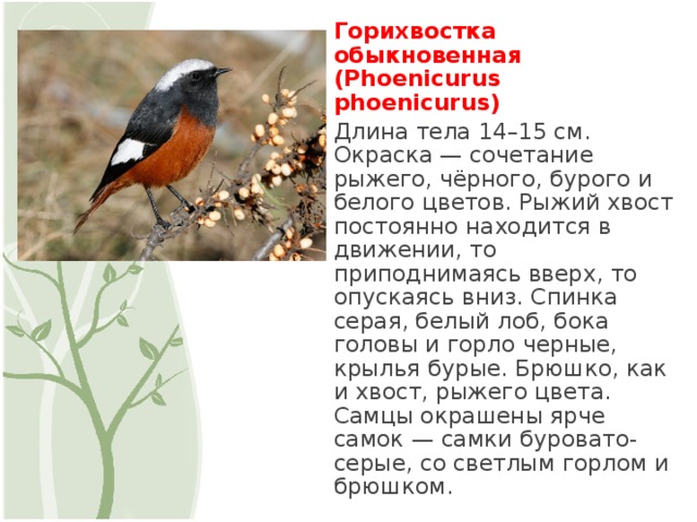 Горихвостка обыкновенная (Phoenicurus phoenicurus) Длина тела 14–15 см. Окраска — сочетание рыжего, чёрного, бурого и белого цветов. Рыжий хвост постоянно находится в движении, то приподнимаясь вверх, то опускаясь вниз. Спинка серая, белый лоб, бока головы и горло черные, крылья бурые. Брюшко, как и хвост, рыжего цвета. Самцы окрашены ярче самок — самки буровато-серые, со светлым горлом и брюшком.