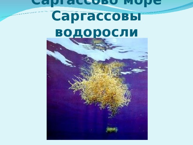 Саргассово море  Саргассовы водоросли