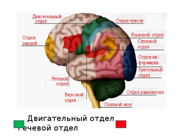 Двигательный отдел   Речевой отдел