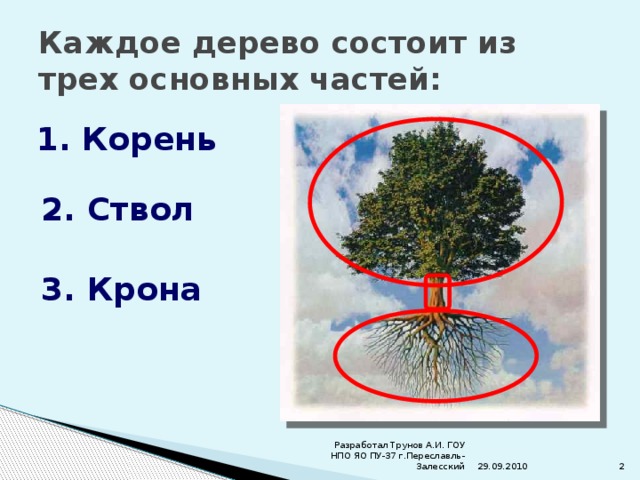 Из чего состоит дерево. Дерево состоит из 3 основных частей. Дерево корни ствол крона. Дерево состоит из корней, ствола и кроны. Растущее дерево состоит из.