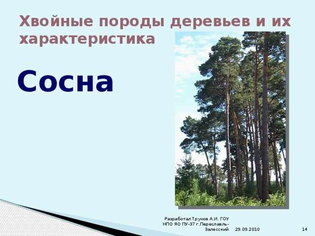 Хвойные породы деревьев и их характеристика Сосна 29.09.2010 Разработал Трунов А.И. ГОУ НПО ЯО ПУ-37 г.Переславль-Залесский