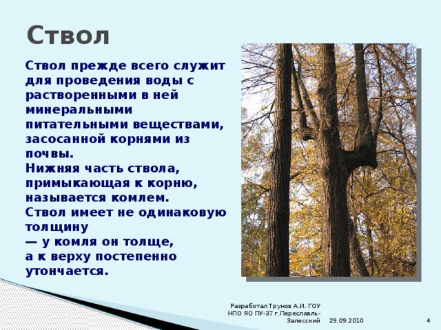 Ствол Ствол прежде всего служит для проведения воды с растворенными в ней минеральными питательными веществами, засосанной корнями из почвы. Нижняя часть ствола, примыкающая к корню, называется комлем. Ствол имеет не одинаковую толщину — у комля он толще, а к верху постепенно утончается. 29.09.2010  Разработал Трунов А.И. ГОУ НПО ЯО ПУ-37 г.Переславль-Залесский