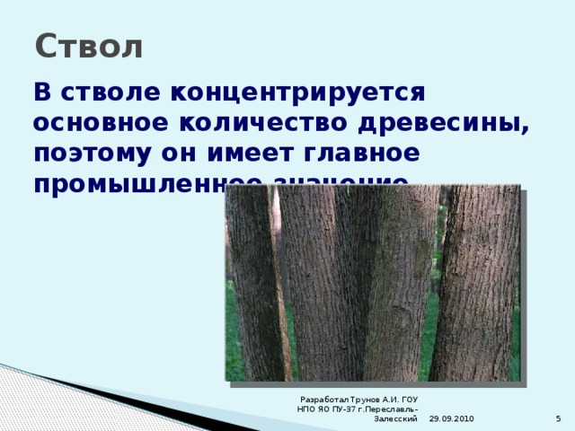 Ствол В стволе концентрируется основное количество древесины, поэтому он имеет главное промышленное значение. 29.09.2010  Разработал Трунов А.И. ГОУ НПО ЯО ПУ-37 г.Переславль-Залесский