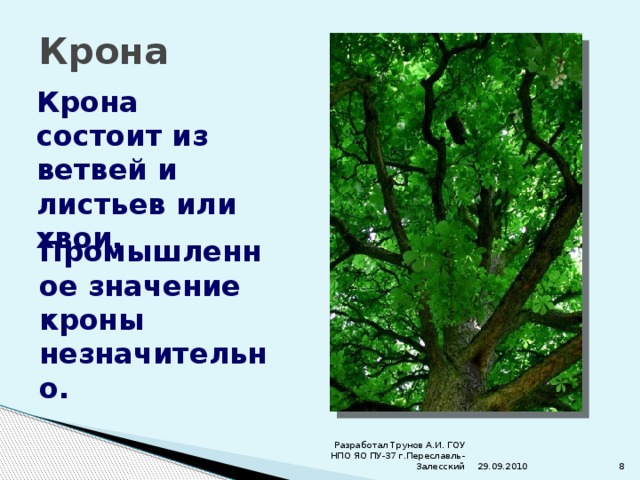 Крона Крона состоит из ветвей и листьев или хвои. Промышленное значение кроны незначительно. 29.09.2010  Разработал Трунов А.И. ГОУ НПО ЯО ПУ-37 г.Переславль-Залесский