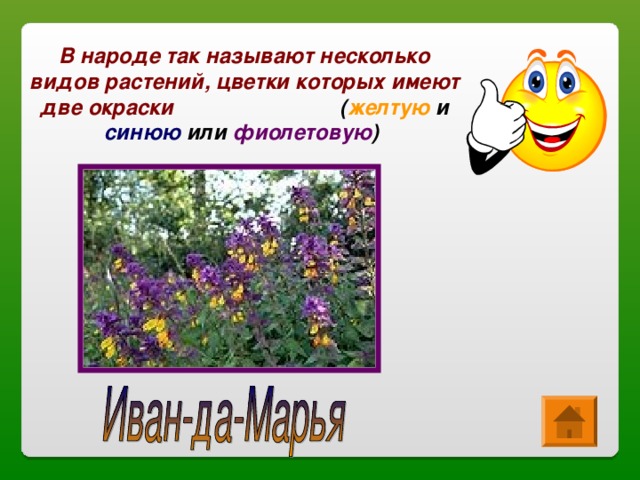 В народе так называют несколько видов растений, цветки которых имеют две окраски ( желтую и синюю или фиолетовую )