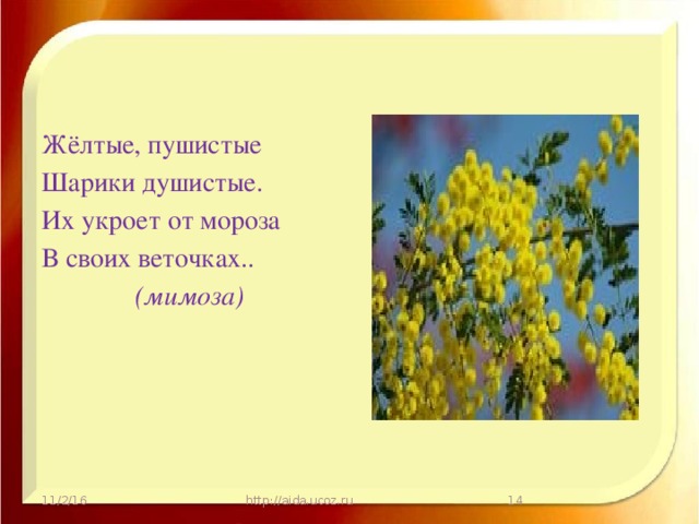 Жёлтые, пушистые Шарики душистые. Их укроет от мороза В своих веточках.. (мимоза) 11/2/16 http://aida.ucoz.ru