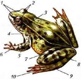 Тело земноводных состоит из. Внешнее строение зеленой лягушки. Внешнее строение зеленой лягушки биология 7 класс. Внешнее строение лягушки 7 класс биология. Рисунок внешнее строение зеленой лягушки.