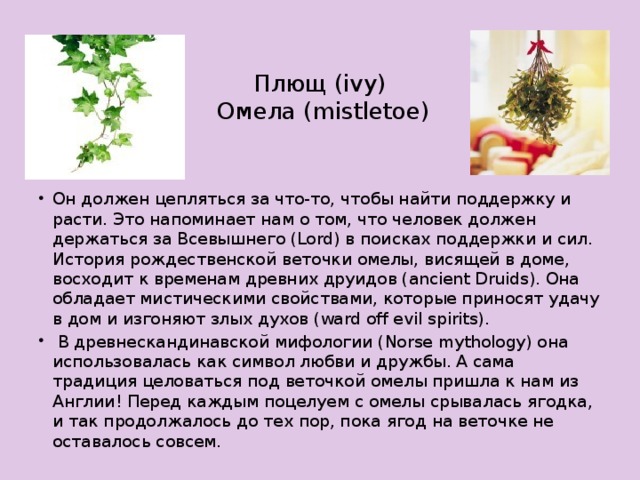 Плющ (ivy)  Омела (mistletoe)