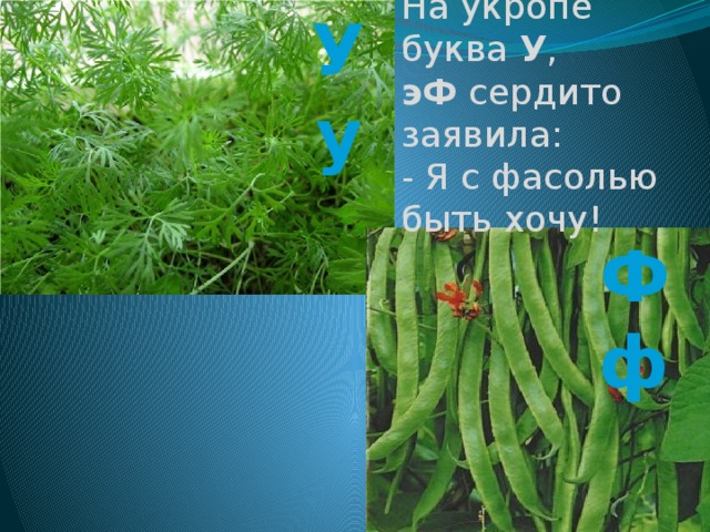 На укропе буква У , эФ сердито заявила: - Я с фасолью быть хочу! Уу Фф