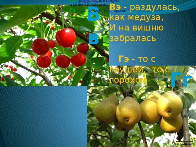 Вэ - раздулась, как медуза, И на вишню забралась Гэ - то с грушей, то с горохом Вв Вэ - раздулась, как медуза, И на вишню забралась  Гэ - то с грушей, то с горохом Гг