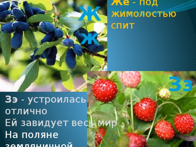 Же - под жимолостью спит Жж Зз Зэ - устроилась отлично Ей завидует весь мир На поляне земляничной