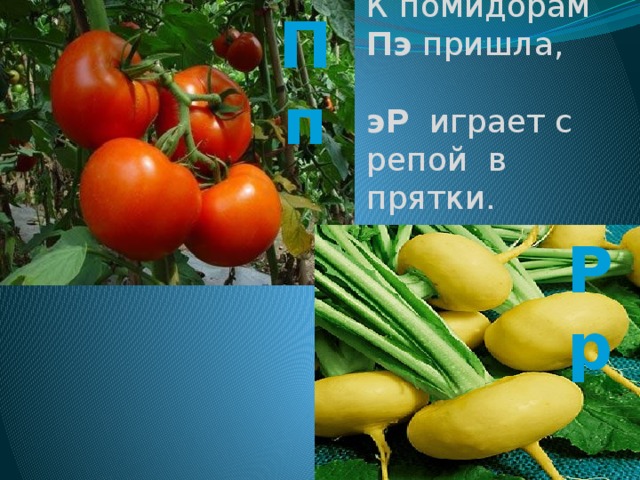 К помидорам Пэ пришла, эР играет с репой в прятки. Пп Рр