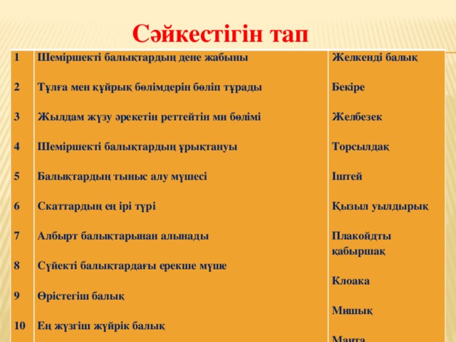 Сәйкестігін тап 1  Шеміршекті балықтардың дене жабыны Желкенді балық 2  Тұлға мен құйрық бөлімдерін бөліп тұрады    3 Бекіре  Жылдам жүзу әрекетін реттейтін ми бөлімі  4  Желбезек Шеміршекті балықтардың ұрықтануы   Торсылдақ  5   Балықтардың тыныс алу мүшесі Іштей  6  Скаттардың ең ірі түрі  Қызыл уылдырық  7   Албырт балықтарынан алынады 8 Плакойдты қабыршақ   Cүйекті балықтардағы ерекше мүше  9 Клоака  Өрістегіш балық    10 Мишық Ең жүзгіш жүйрік балық  Манта  