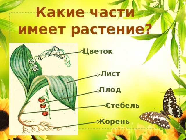 Какие части имеет растение? Цветок Лист Плод Стебель Корень