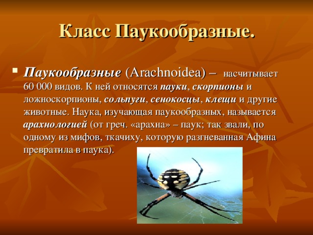 Паукообразные (Arachnoidea) – насчитывает 60 000 видов. К ней относятся пауки , скорпионы и ложноскорпионы, сольпуги , сенокосцы , клещи и другие животные. Наука, изучающая паукообразных, называется арахнологией (от греч. «арахна» – паук; так звали, по одному из мифов, ткачиху, которую разгневанная Афина превратила в паука).
