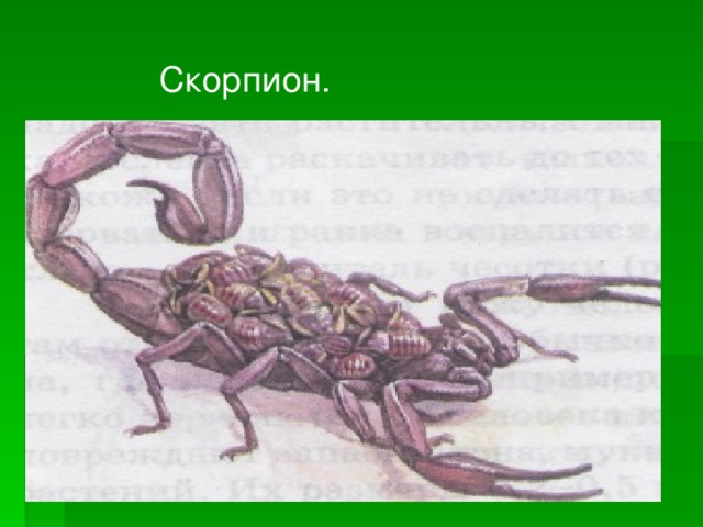 Скорпион.