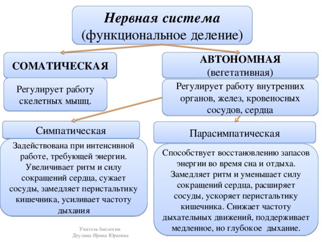 Нервная система (функциональное деление) СОМАТИЧЕСКАЯ АВТОНОМНАЯ (вегетативная) Регулирует работу скелетных мышц. Регулирует работу внутренних органов, желез, кровеносных сосудов, сердца Симпатическая Парасимпатическая Задействована при интенсивной работе, требующей энергии. Увеличивает ритм и силу сокращений сердца, сужает сосуды, замедляет перистальтику кишечника, усиливает частоту дыхания Способствует восстановлению запасов энергии во время сна и отдыха. Замедляет ритм и уменьшает силу сокращений сердца, расширяет сосуды, ускоряет перистальтику кишечника. Снижает частоту дыхательных движений, поддерживает медленное, но глубокое дыхание. Учитель биологии Деулина Ирина Юрьевна