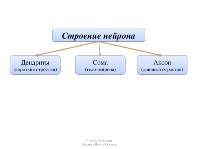 Строение нейрона Дендриты Сома Аксон (короткие отростки) (тело нейрона) (длинный отросток) Учитель биологии Деулина Ирина Юрьевна