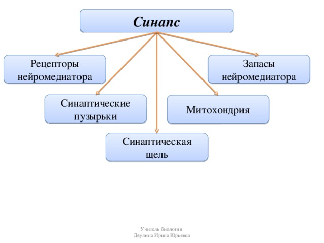 Синапс Рецепторы нейромедиатора Запасы нейромедиатора Синаптические пузырьки Митохондрия Синаптическая щель Учитель биологии Деулина Ирина Юрьевна
