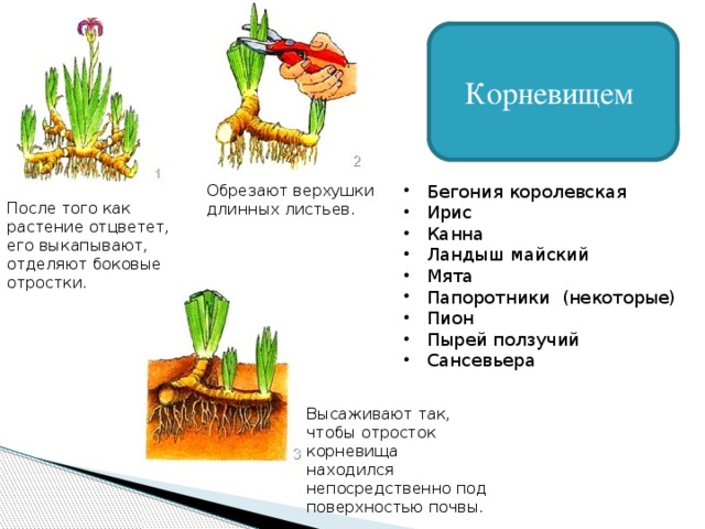 Корневищем Обрезают верхушки длинных листьев.  Бегония королевская  Ирис  Канна  Ландыш майский  Мята  Папоротники (некоторые)  Пион  Пырей ползучий  Сансевьера После того как растение отцветет, его выкапывают, отделяют боковые отростки. Высаживают так, чтобы отросток корневища находился непосредственно под поверхностью почвы.