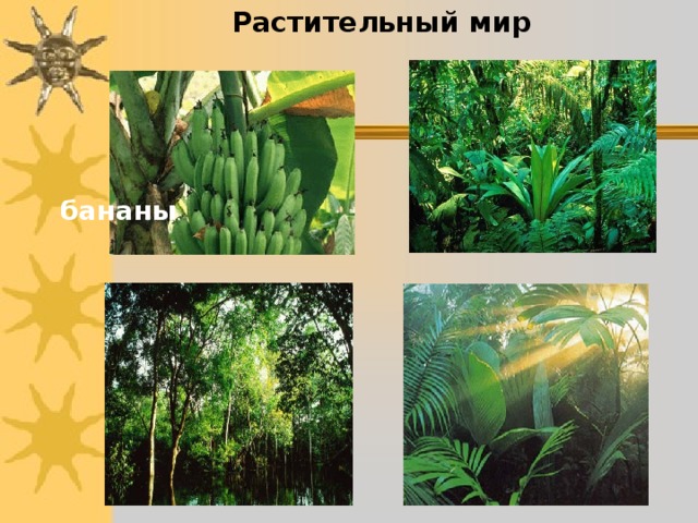 Растительный мир бананы