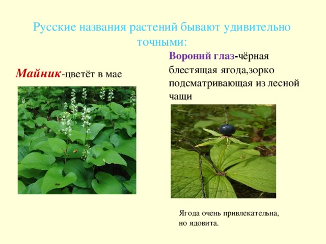 Русские названия растений бывают удивительно точными: Вороний глаз - чёрная блестящая ягода,зорко подсматривающая из лесной чащи Майник -цветёт в мае Ягода очень привлекательна, но ядовита. Ягода очень привлекательна, но ядовита.