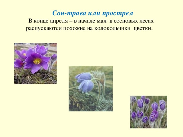 Сон-трава или прострел   В конце апреля – в начале мая в сосновых лесах распускаются похожие на колокольчики цветки.