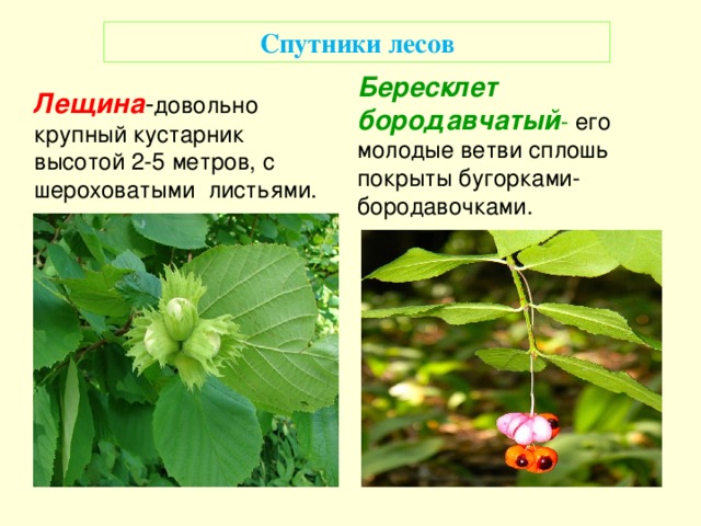 Спутники лесов  Лещина - довольно крупный кустарник высотой 2-5 метров, с шероховатыми листьями. Бересклет бородавчатый - его молодые ветви сплошь покрыты бугорками-бородавочками.