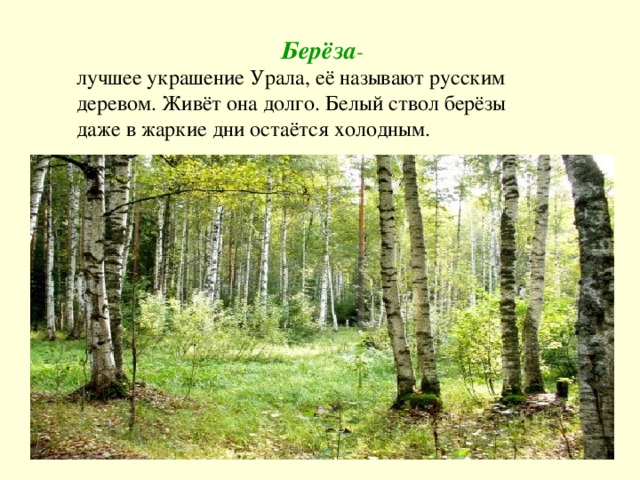 Берёза - лучшее украшение Урала, её называют русским деревом. Живёт она долго. Белый ствол берёзы даже в жаркие дни остаётся холодным.