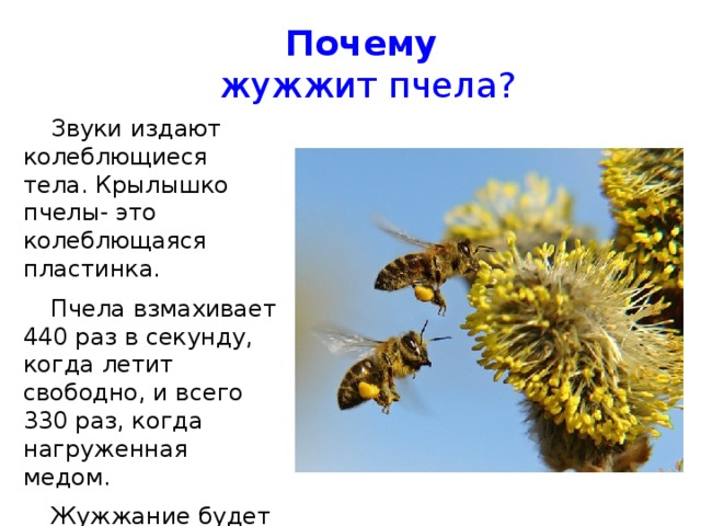 Почему   жужжит пчела? Звуки издают колеблющиеся тела. Крылышко пчелы- это колеблющаяся пластинка. Пчела взмахивает 440 раз в секунду, когда летит свободно, и всего 330 раз, когда нагруженная медом. Жужжание будет разным.