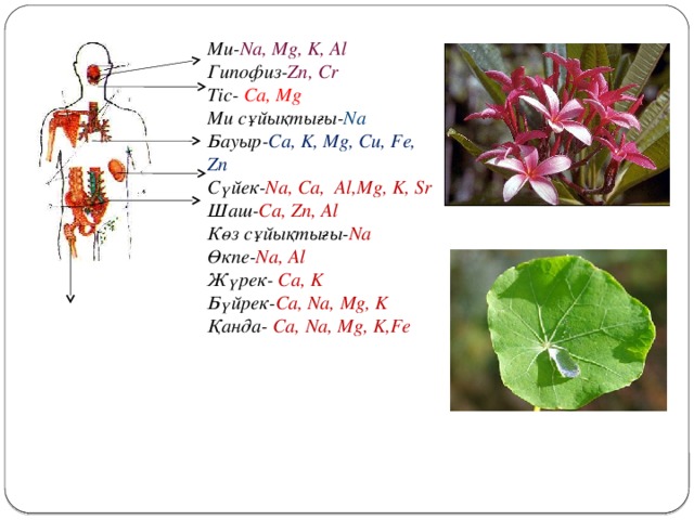 Ми- Na, Mg, K, Al Гипофиз- Zn, Cr Тіс- Ca, Mg Ми сұйықтығы- Na Бауыр- Ca, K, Mg, Cu, Fe, Zn Сүйек- Na, Ca, Al,Mg, K, Sr Шаш- Ca, Zn, Al Көз сұйықтығы- Na Өкпе- Na, Al Жүрек- Ca, K Бүйрек- Ca, Na, Mg, K Қанда- Ca, Na, Mg, K,Fe