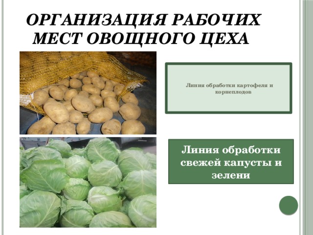 Организация рабочих мест овощного цеха  Линия обработки картофеля и корнеплодов Линия обработки свежей капусты и зелени
