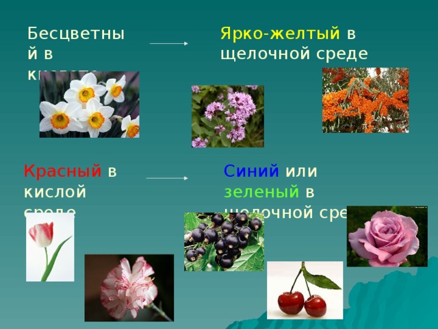 Бесцветный в кислоте Ярко-желтый в щелочной среде Красный в кислой среде Синий или  зеленый в щелочной среде