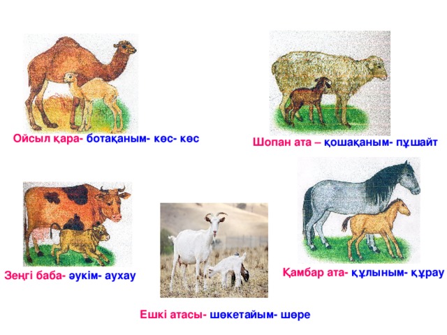 Ойсыл қара- ботақаным- көс- көс Шопан ата  – қошақаным- пұшайт Қамбар ата- құлыным- құрау Зеңгі баба- әукім- аухау Ешкі атасы- шөкетайым- шөре